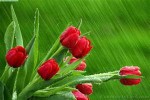 Red Tulips